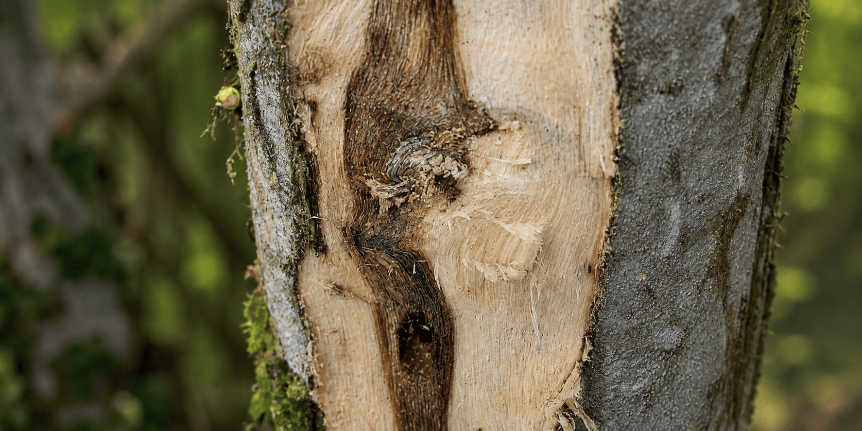 Agarwood resin formation inside Aquilaria bark