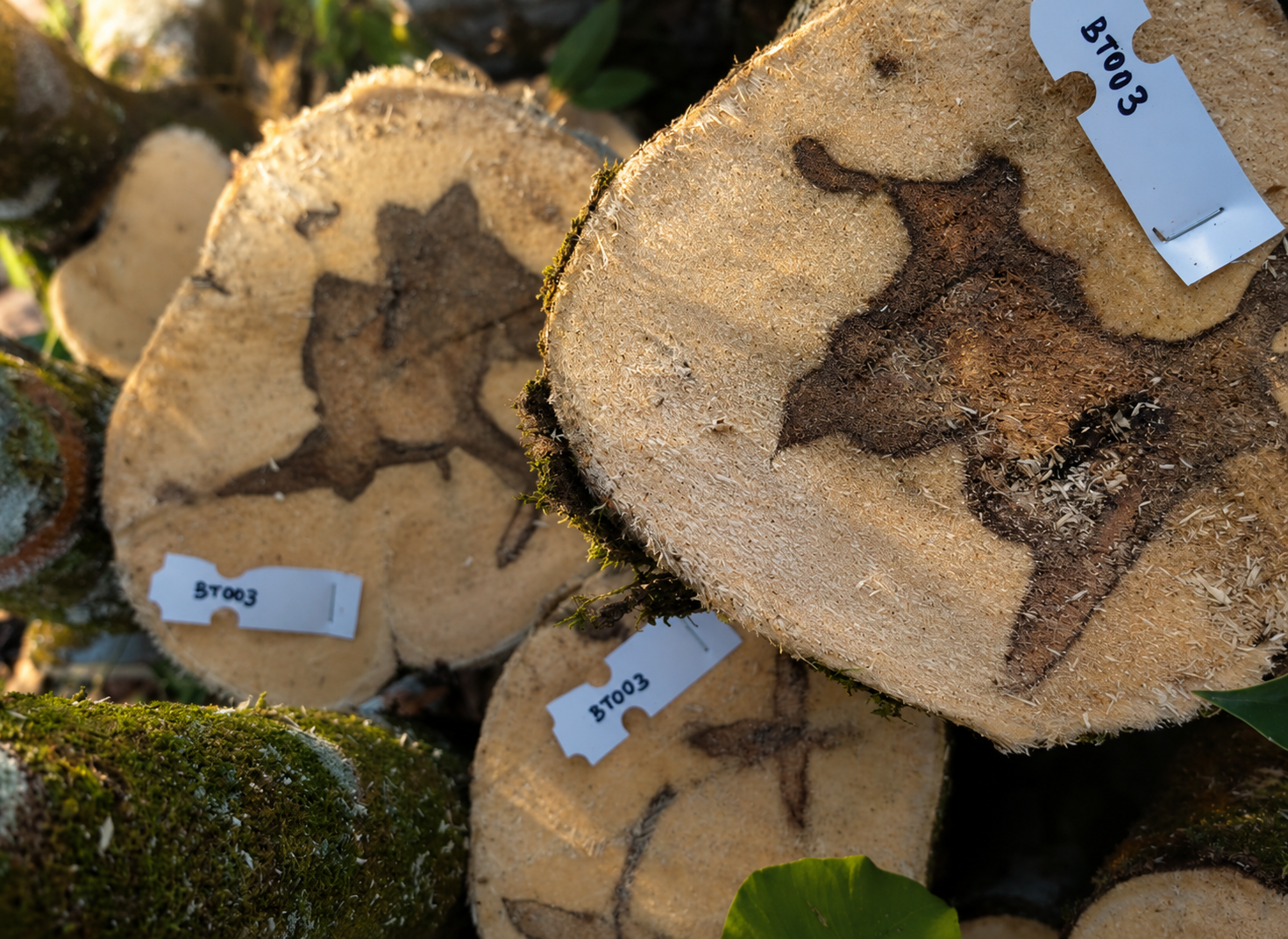 Cross-section of Aquilaria wood showing resin veins