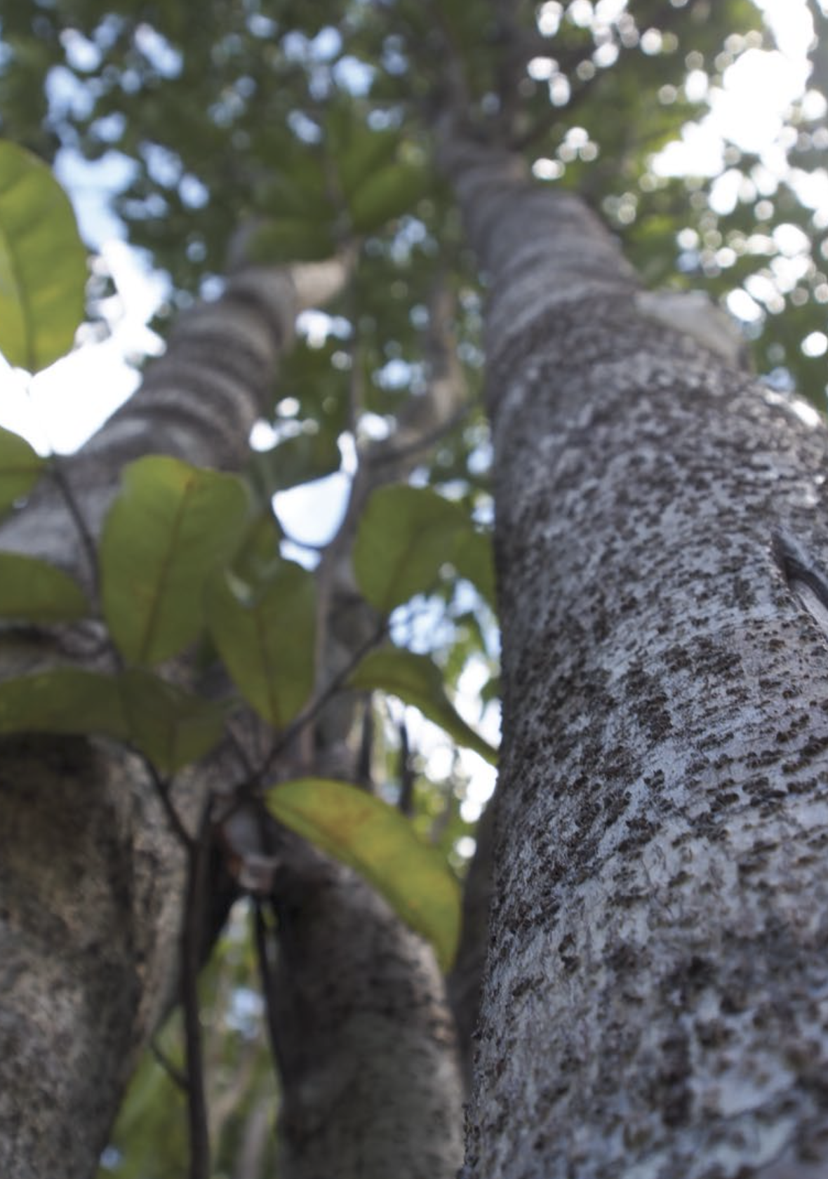 Agarwood plantation forest