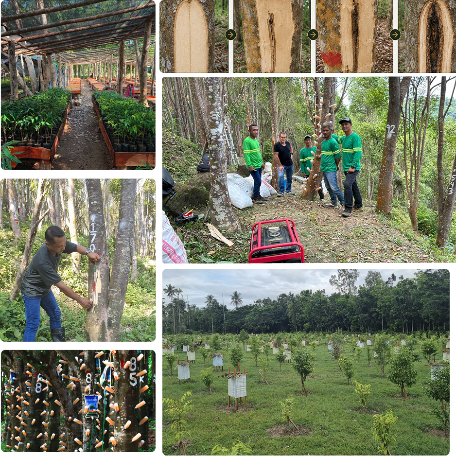 Dasos One plantation — main site Palawan Philippines