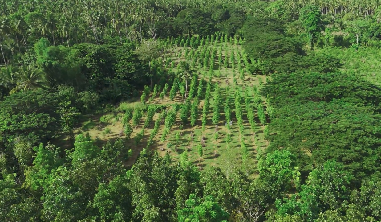 Forest at golden hour — Southeast Asia