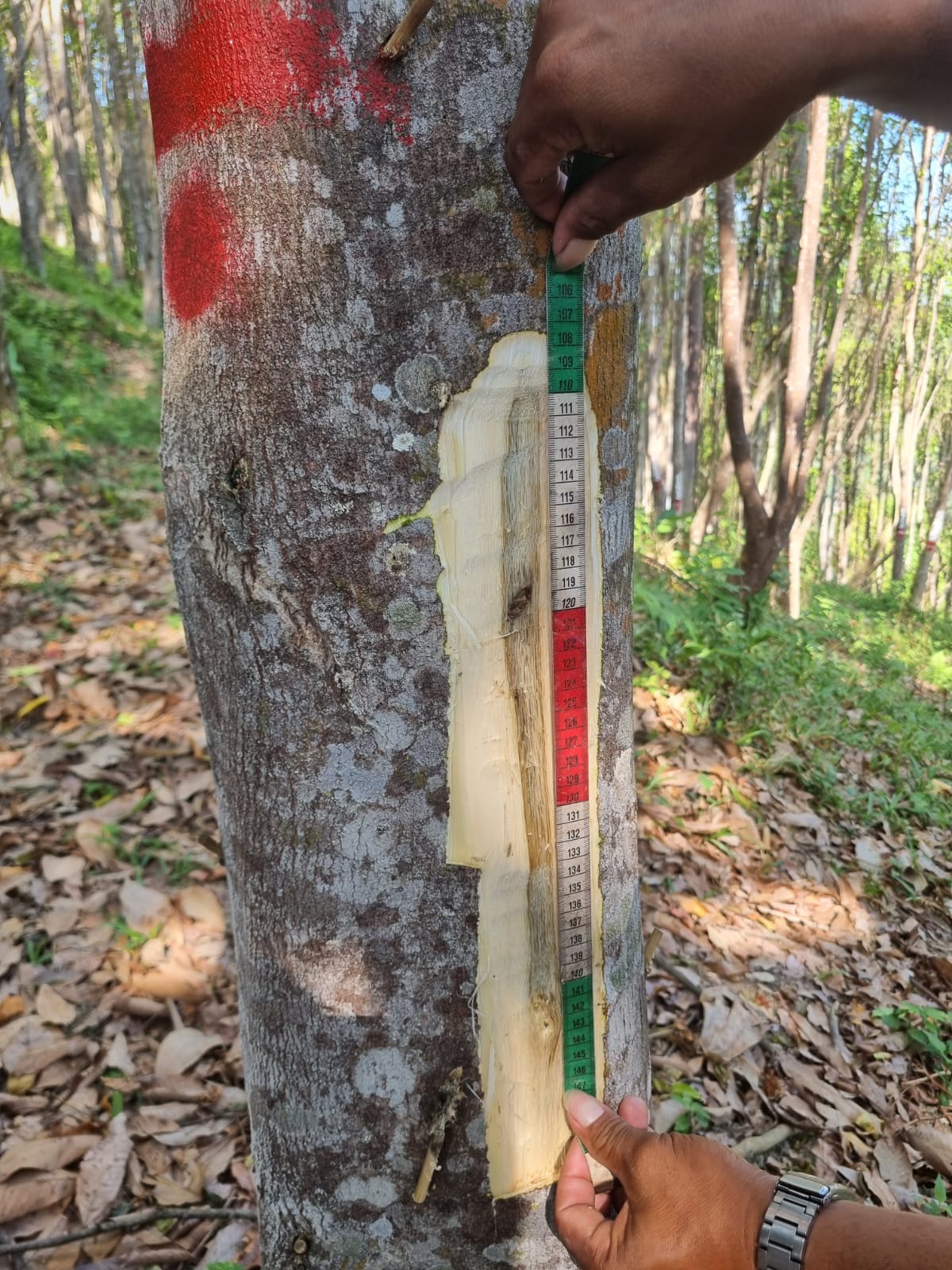 Manual grading of Agarwood by quality class