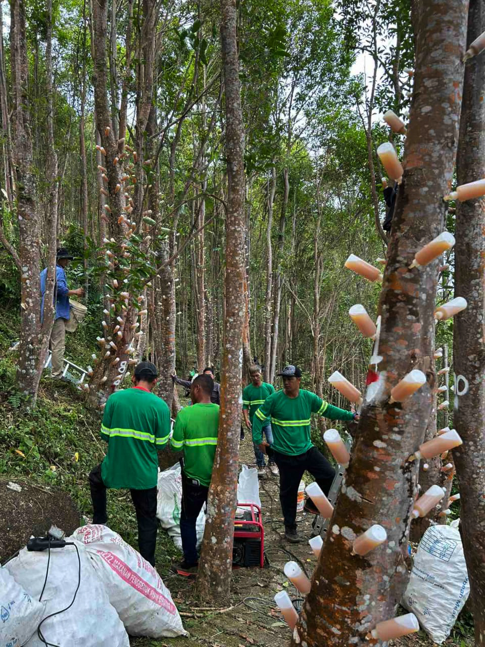 Technician performing controlled inoculation on Aquilaria tree