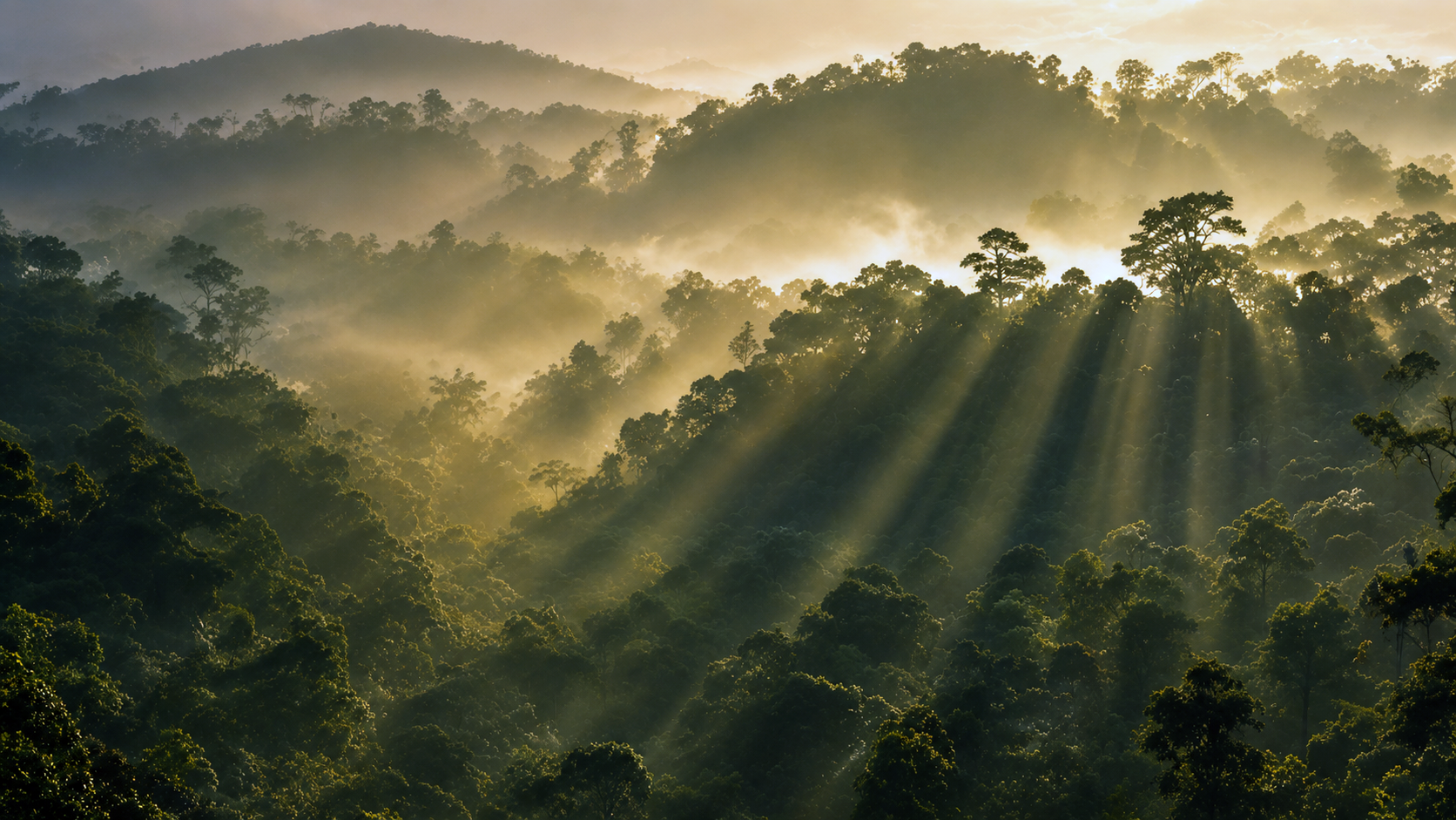 Plantation at golden hour — Philippines