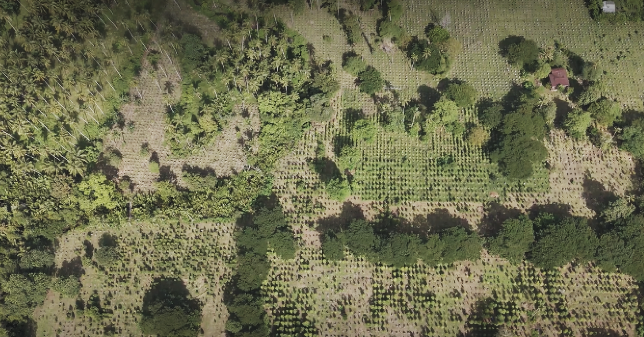 Palawan island landscape — main plantation site
