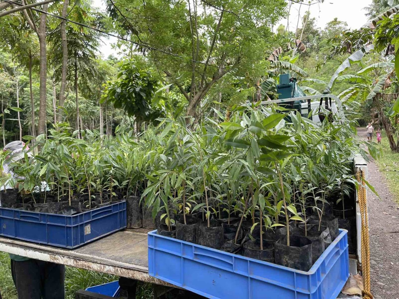 Plantation canopy